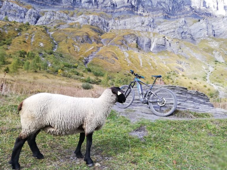 VTT électrique en montagne avec mouton