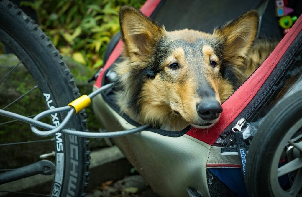 Remorque vélo pour chien